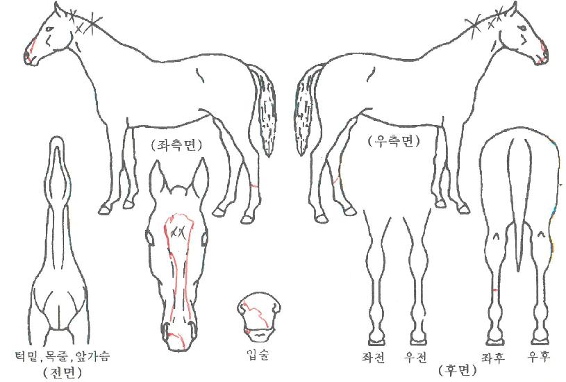 ÃÖ°µå¶óÀ̹öÀÇ Ãø¸é,¿ì¸é,µÞ¸é,µÎ»ó,´Ù¸®ÀÇ Æ¯Â¡µµÇØ