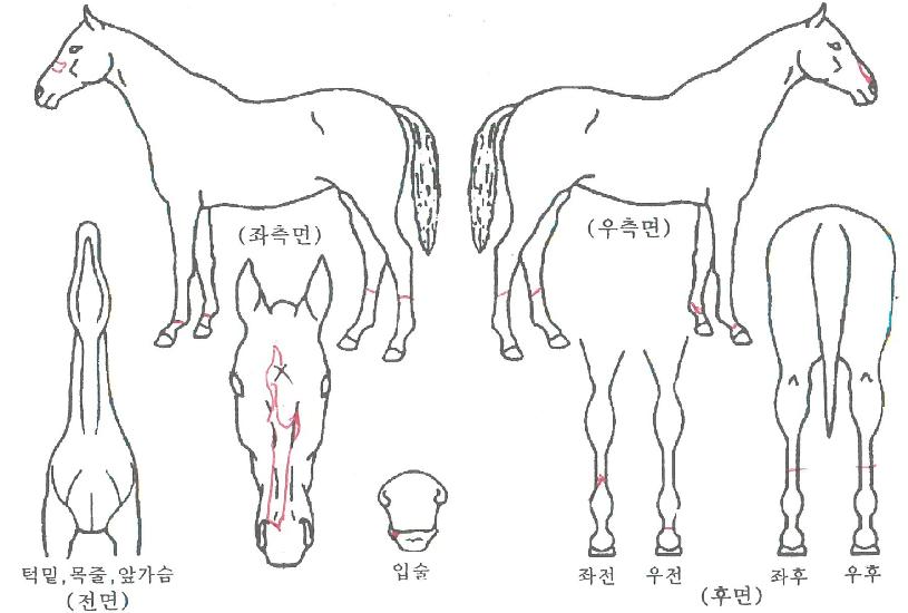 �������̹��ڸ��� ����,���,�޸�,�λ�,�ٸ��� Ư¡����