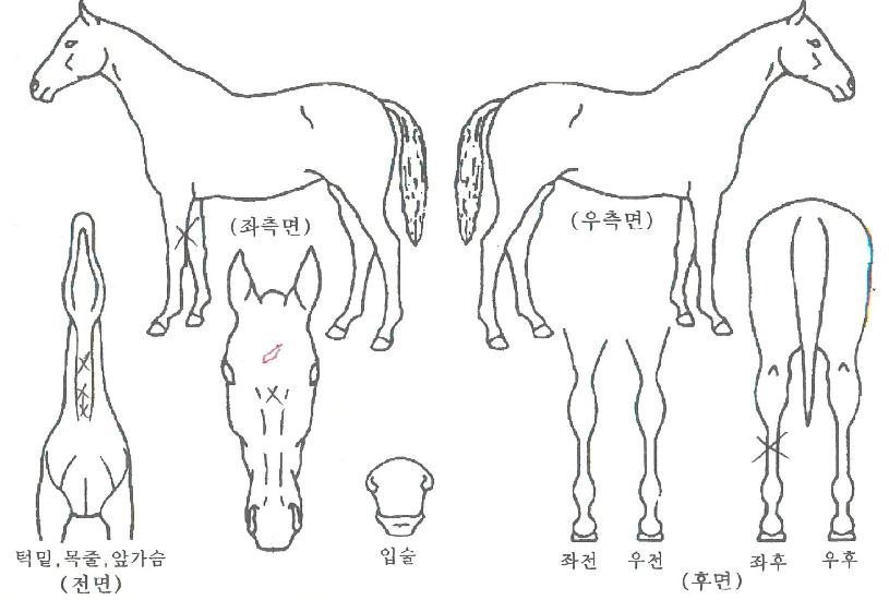³óº»ºÀÀÇ Ãø¸é,¿ì¸é,µÞ¸é,µÎ»ó,´Ù¸®ÀÇ Æ¯Â¡µµÇØ