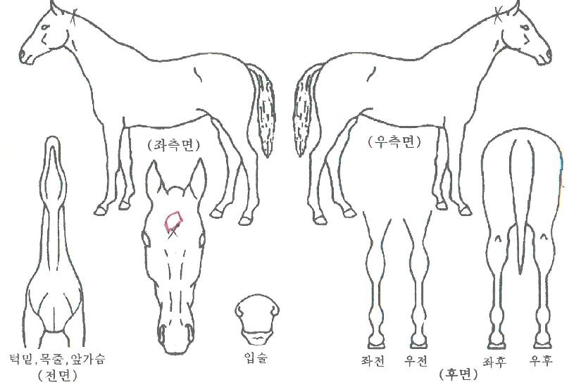 ºò¿À·Î¶óÀÇ Ãø¸é,¿ì¸é,µÞ¸é,µÎ»ó,´Ù¸®ÀÇ Æ¯Â¡µµÇØ