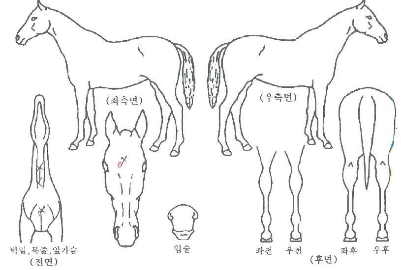 �����²��� ����,���,�޸�,�λ�,�ٸ��� Ư¡����