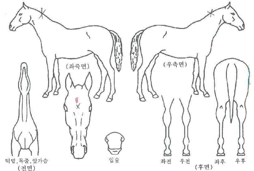 �ϵ���� ����,���,�޸�,�λ�,�ٸ��� Ư¡����