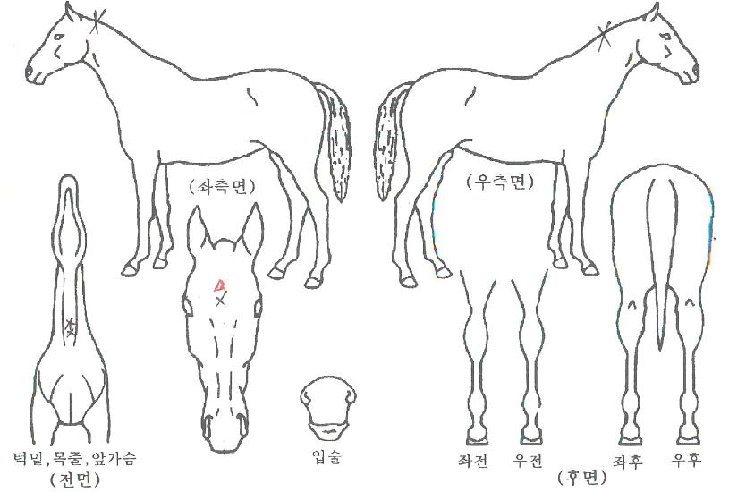 ºñÄÉÀ̺¸½ºÀÇ Ãø¸é,¿ì¸é,µÞ¸é,µÎ»ó,´Ù¸®ÀÇ Æ¯Â¡µµÇØ