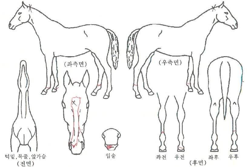 ��Ű�Ƶ��� ����,���,�޸�,�λ�,�ٸ��� Ư¡����