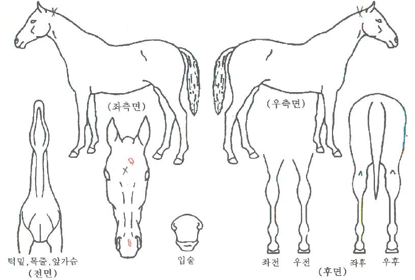 ½ÃƼÀ§³ÊÀÇ Ãø¸é,¿ì¸é,µÞ¸é,µÎ»ó,´Ù¸®ÀÇ Æ¯Â¡µµÇØ