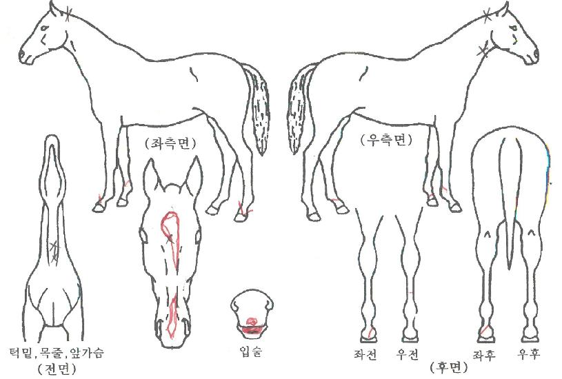 º£°¡¿øÀÇ Ãø¸é,¿ì¸é,µÞ¸é,µÎ»ó,´Ù¸®ÀÇ Æ¯Â¡µµÇØ