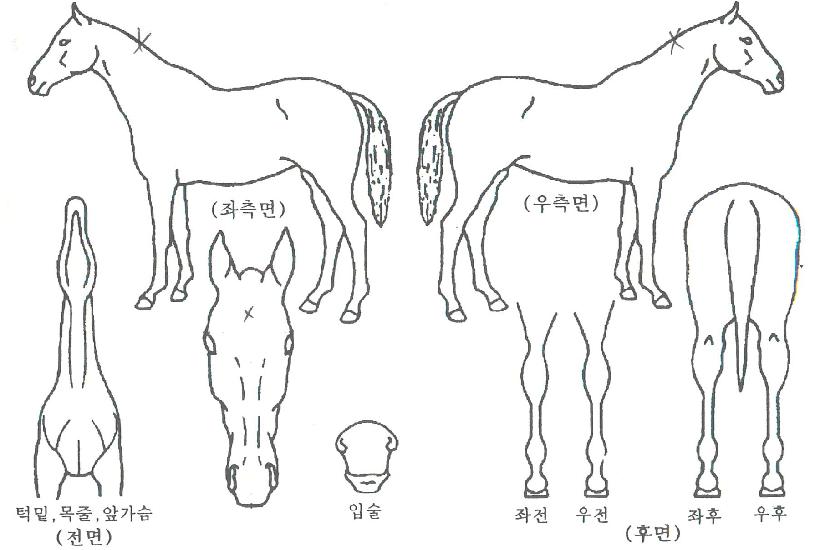 ºäƼǮ¾×Æ®ÀÇ Ãø¸é,¿ì¸é,µÞ¸é,µÎ»ó,´Ù¸®ÀÇ Æ¯Â¡µµÇØ