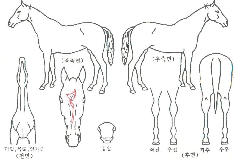 �ҳ�Ÿ���� ����,���,�޸�,�λ�,�ٸ��� Ư¡����