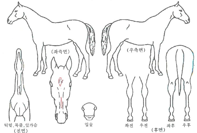 »ê¹æÁ¦ÀÏÀÚ¸¶ÀÇ Ãø¸é,¿ì¸é,µÞ¸é,µÎ»ó,´Ù¸®ÀÇ Æ¯Â¡µµÇØ