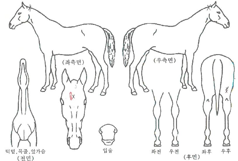 �ٸ����������ڸ��� ����,���,�޸�,�λ�,�ٸ��� Ư¡����