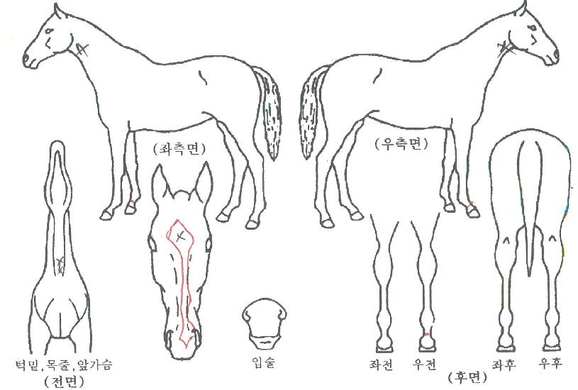 ����Ǯ�޸��� ����,���,�޸�,�λ�,�ٸ��� Ư¡����