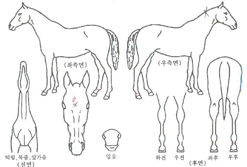 ±¤¸¶ÈúÀÇ Ãø¸é,¿ì¸é,µÞ¸é,µÎ»ó,´Ù¸®ÀÇ Æ¯Â¡µµÇØ