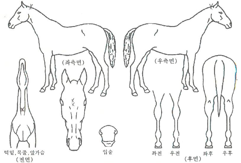 µà¾ÙÃÖ°ÀÇ Ãø¸é,¿ì¸é,µÞ¸é,µÎ»ó,´Ù¸®ÀÇ Æ¯Â¡µµÇØ