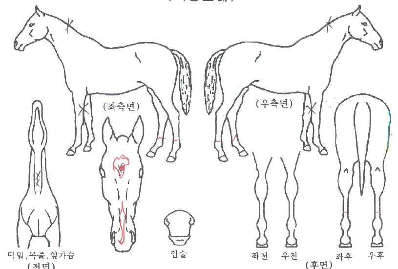 ¾ÆÁÖÆÐ¿ÕÀÇ Ãø¸é,¿ì¸é,µÞ¸é,µÎ»ó,´Ù¸®ÀÇ Æ¯Â¡µµÇØ