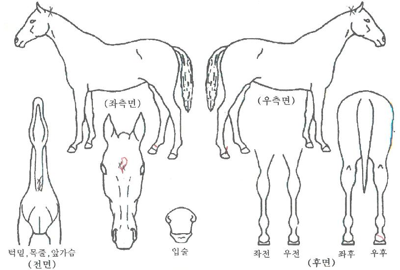 ���̳��ͺ�Ʈ�� ����,���,�޸�,�λ�,�ٸ��� Ư¡����