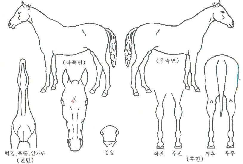 �Ǿ�Ÿ���ڸ��� ����,���,�޸�,�λ�,�ٸ��� Ư¡����