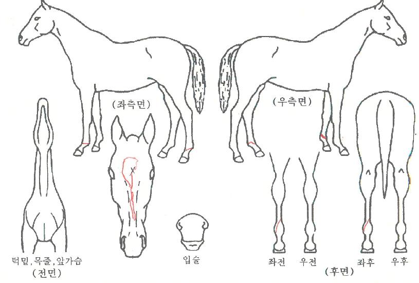 ¼ö¼ºÃ¨ÇÁÀÇ Ãø¸é,¿ì¸é,µÞ¸é,µÎ»ó,´Ù¸®ÀÇ Æ¯Â¡µµÇØ