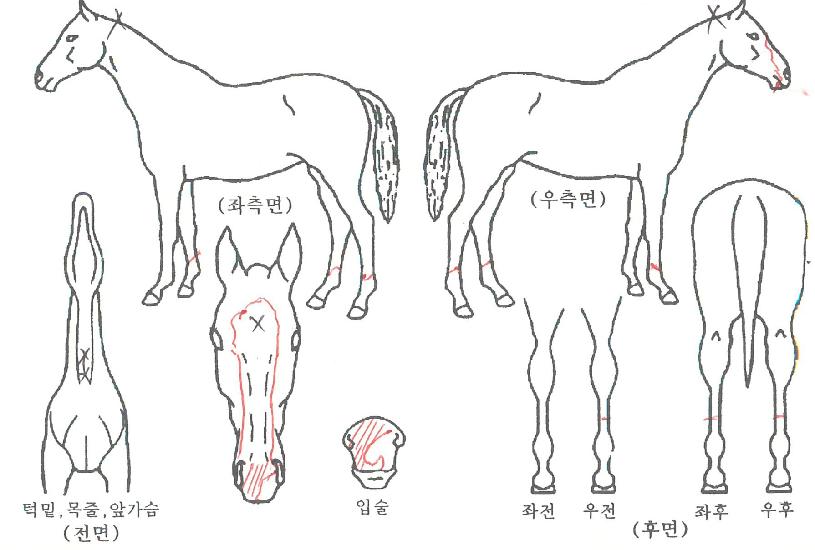 û¿î½Ã´ëÀÇ Ãø¸é,¿ì¸é,µÞ¸é,µÎ»ó,´Ù¸®ÀÇ Æ¯Â¡µµÇØ