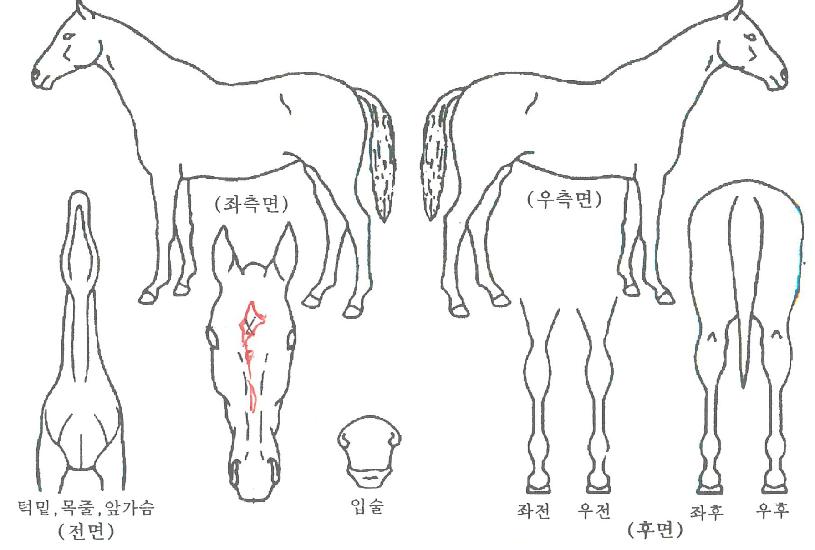 ½ºÇǵ忩¿ÕÀÇ Ãø¸é,¿ì¸é,µÞ¸é,µÎ»ó,´Ù¸®ÀÇ Æ¯Â¡µµÇØ