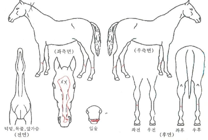 �����ö����� ����,���,�޸�,�λ�,�ٸ��� Ư¡����