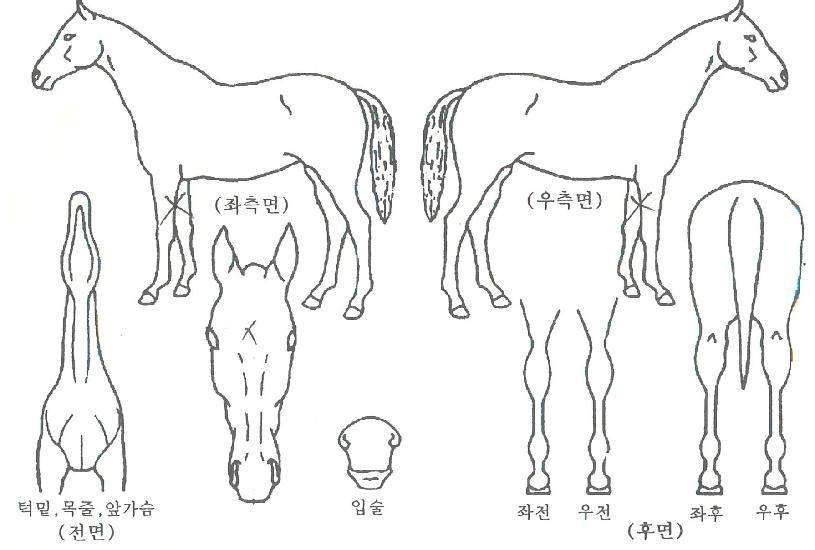º£¸®Å¸½ºÀÇ Ãø¸é,¿ì¸é,µÞ¸é,µÎ»ó,´Ù¸®ÀÇ Æ¯Â¡µµÇØ