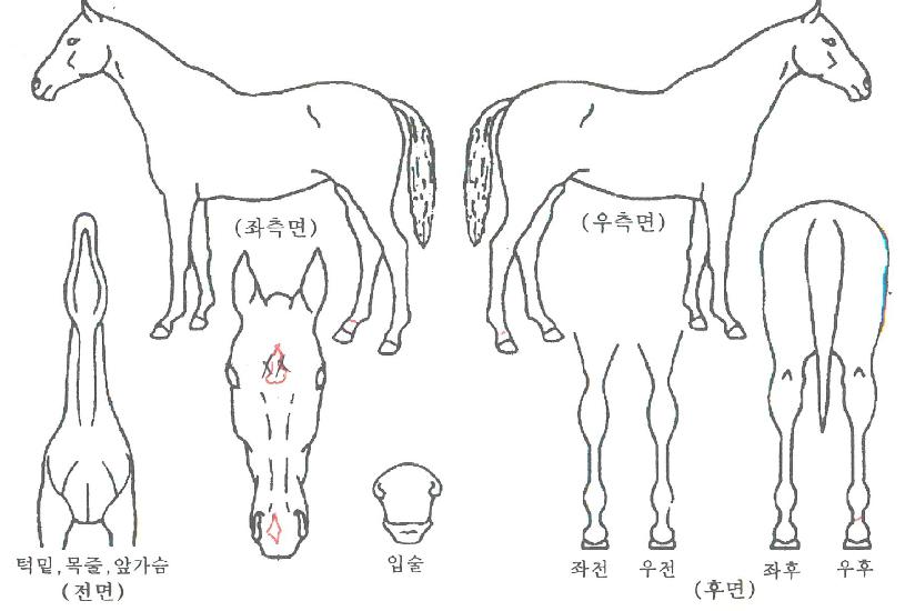 ������������ ����,���,�޸�,�λ�,�ٸ��� Ư¡����