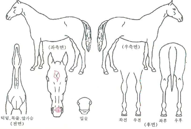 ������ڸ��� ����,���,�޸�,�λ�,�ٸ��� Ư¡����