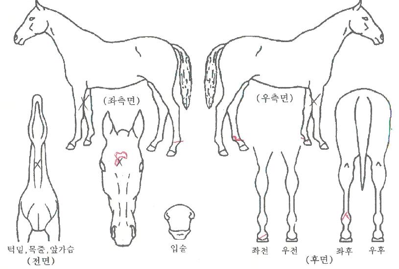 ����Ʈä���� ����,���,�޸�,�λ�,�ٸ��� Ư¡����