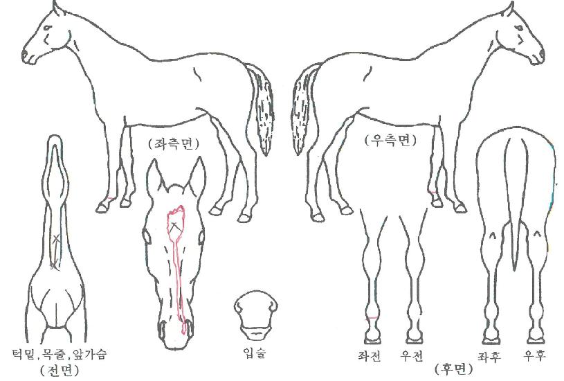 ÃÊ·ÏÁúÁÖÀÇ Ãø¸é,¿ì¸é,µÞ¸é,µÎ»ó,´Ù¸®ÀÇ Æ¯Â¡µµÇØ