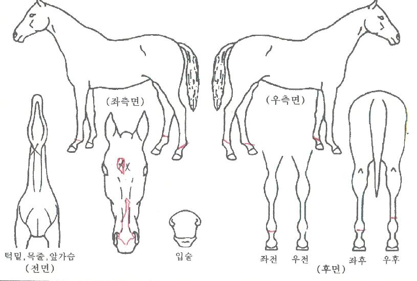 ȯ»óÀǹ°°áÀÚ¸¶ÀÇ Ãø¸é,¿ì¸é,µÞ¸é,µÎ»ó,´Ù¸®ÀÇ Æ¯Â¡µµÇØ