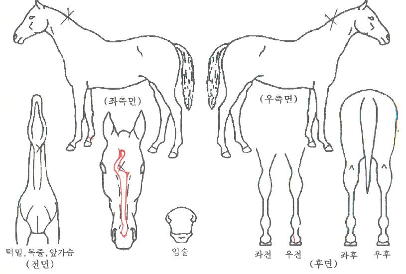 ¿µ±¤Àǽð£ÀÇ Ãø¸é,¿ì¸é,µÞ¸é,µÎ»ó,´Ù¸®ÀÇ Æ¯Â¡µµÇØ