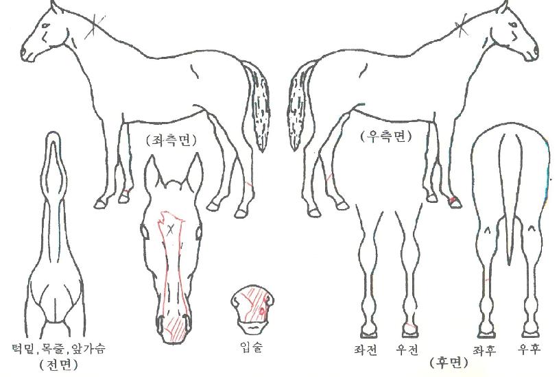 ���о�ٿ��� ����,���,�޸�,�λ�,�ٸ��� Ư¡����