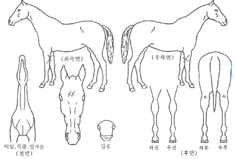 ´öÀÌÀÇ Ãø¸é,¿ì¸é,µÞ¸é,µÎ»ó,´Ù¸®ÀÇ Æ¯Â¡µµÇØ