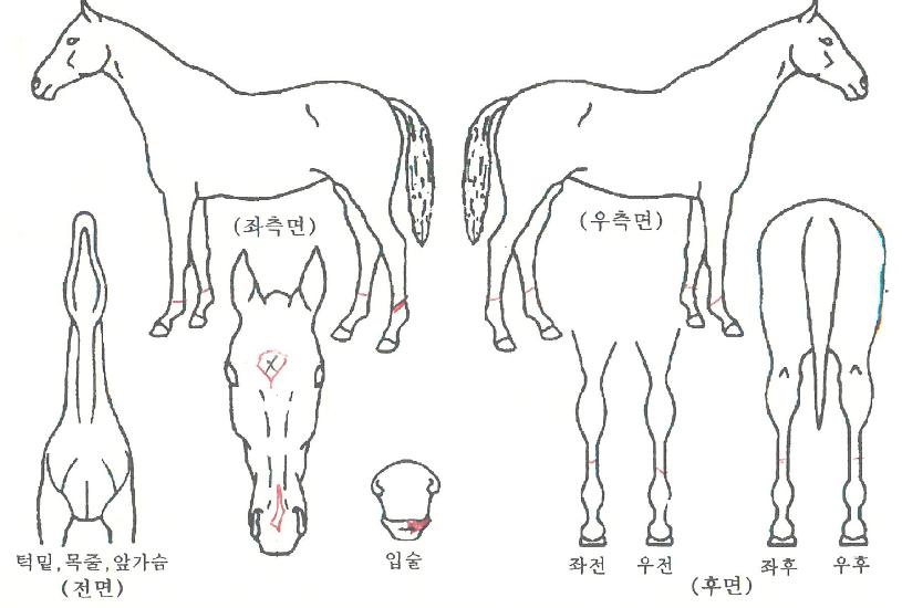 �븮���� ����,���,�޸�,�λ�,�ٸ��� Ư¡����