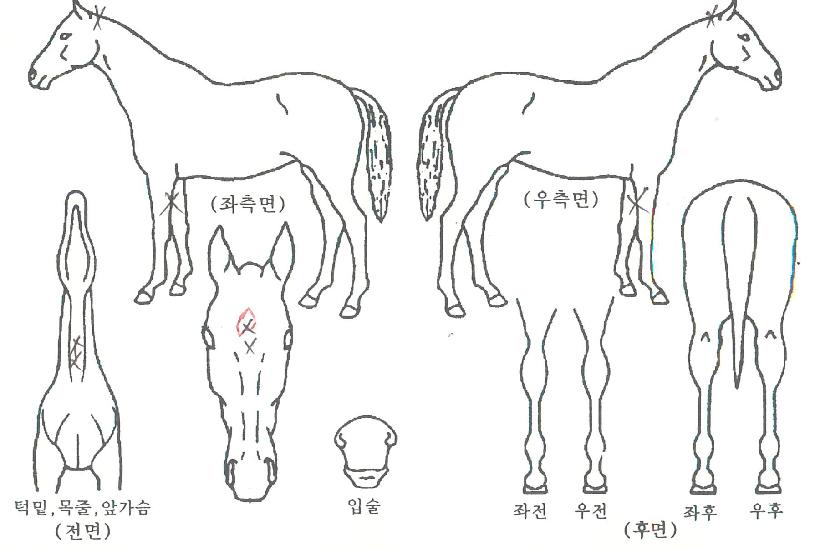 ¿ªÀüÀǼø°£ÀÇ Ãø¸é,¿ì¸é,µÞ¸é,µÎ»ó,´Ù¸®ÀÇ Æ¯Â¡µµÇØ
