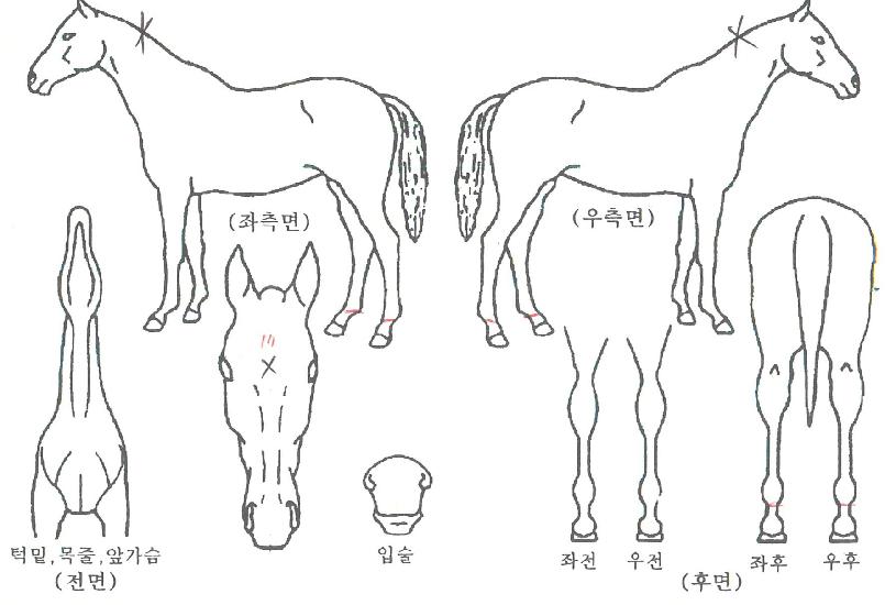 ����Ű���ڸ��� ����,���,�޸�,�λ�,�ٸ��� Ư¡����