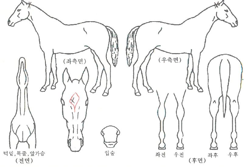 ÇÁ¸®ÄɾîÀÇ Ãø¸é,¿ì¸é,µÞ¸é,µÎ»ó,´Ù¸®ÀÇ Æ¯Â¡µµÇØ