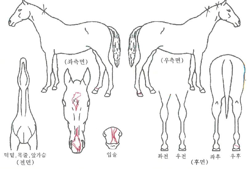 ����ູ�� ����,���,�޸�,�λ�,�ٸ��� Ư¡����