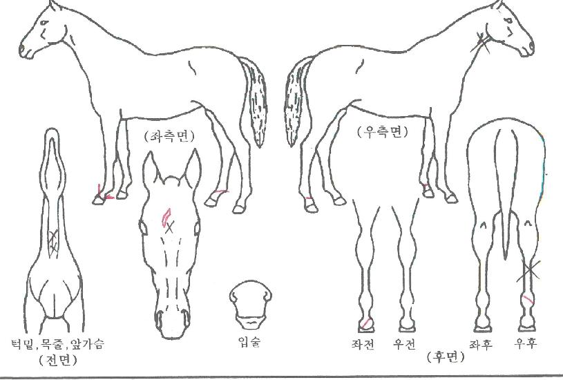 ¸ð´×¹Ù¶÷¼¼ÀÇ Ãø¸é,¿ì¸é,µÞ¸é,µÎ»ó,´Ù¸®ÀÇ Æ¯Â¡µµÇØ