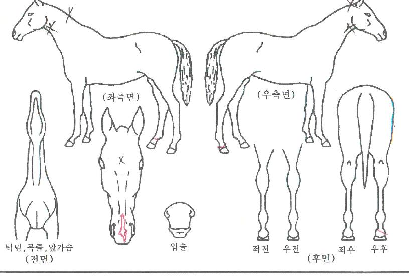 ¹®È´ë·ÎÀÇ Ãø¸é,¿ì¸é,µÞ¸é,µÎ»ó,´Ù¸®ÀÇ Æ¯Â¡µµÇØ