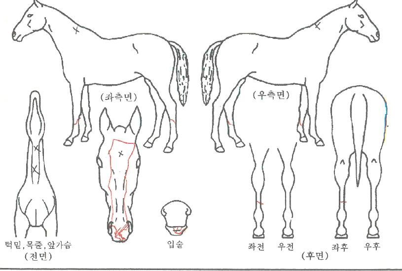 ��ƪ�� ����,���,�޸�,�λ�,�ٸ��� Ư¡����