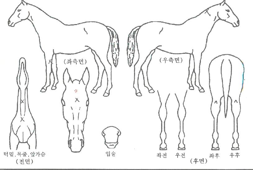 ½Â¸®ÀÇ¿©½ÅÀÇ Ãø¸é,¿ì¸é,µÞ¸é,µÎ»ó,´Ù¸®ÀÇ Æ¯Â¡µµÇØ