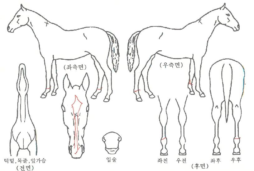 ���������� ����,���,�޸�,�λ�,�ٸ��� Ư¡����