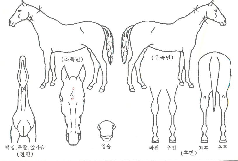 À̽ºÅϾƴõÀÇ Ãø¸é,¿ì¸é,µÞ¸é,µÎ»ó,´Ù¸®ÀÇ Æ¯Â¡µµÇØ