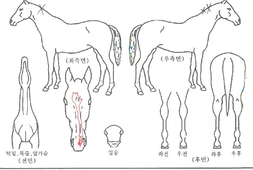 ¶ó½ºÆ®ÇåÅÍÀÇ Ãø¸é,¿ì¸é,µÞ¸é,µÎ»ó,´Ù¸®ÀÇ Æ¯Â¡µµÇØ