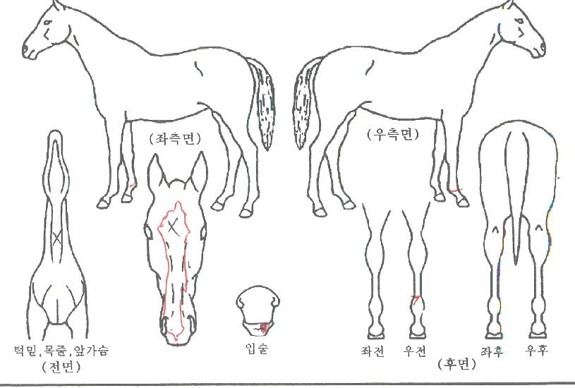 ����ô�� ����,���,�޸�,�λ�,�ٸ��� Ư¡����