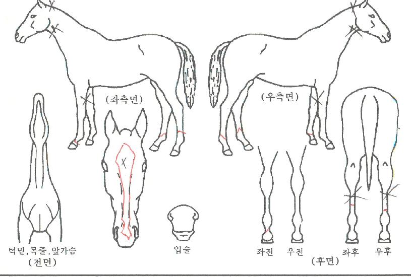 �Ƹ������� ����,���,�޸�,�λ�,�ٸ��� Ư¡����