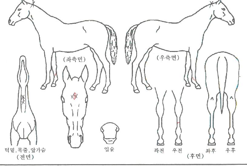 ����Ҹ��� ����,���,�޸�,�λ�,�ٸ��� Ư¡����