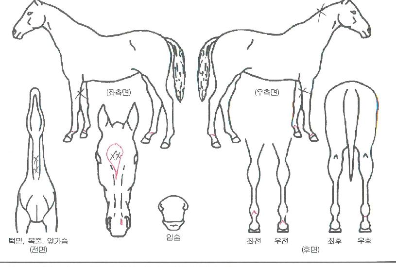 ¹Ì¶óŬÇÁ¸°½ºÀÇ Ãø¸é,¿ì¸é,µÞ¸é,µÎ»ó,´Ù¸®ÀÇ Æ¯Â¡µµÇØ