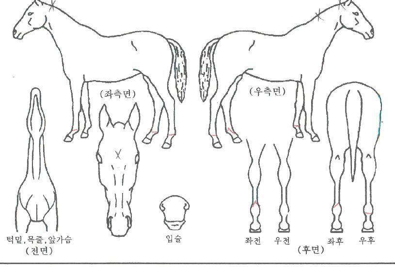 ÄÄÇø®Æ®ÇÏÀÌÀÇ Ãø¸é,¿ì¸é,µÞ¸é,µÎ»ó,´Ù¸®ÀÇ Æ¯Â¡µµÇØ